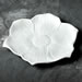 Seasonal Blooms Dinner Plate