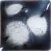 Blueberry Ice