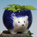 Hedgehog Planter